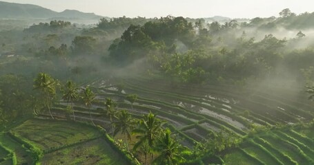 Misty sunrise at tropical rice terrace landscape in Sidemen Bali, aerial