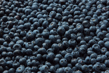 Freshly picked blueberries, close-up background.
