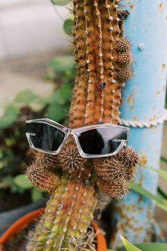 sunglasses on the cactus