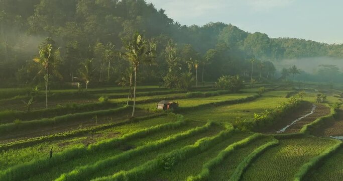 Old farmers hut in middle of lush green rice fields of Sidemen, aerial