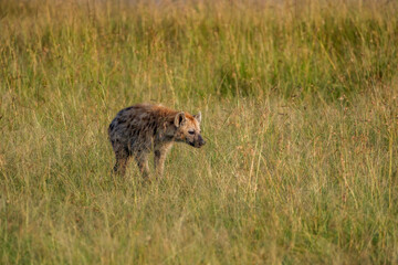 In Masai mara, hyenas search for prey