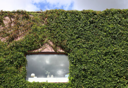 window surrounded by ivy