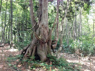 白馬の山の風景