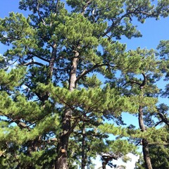 青空と松