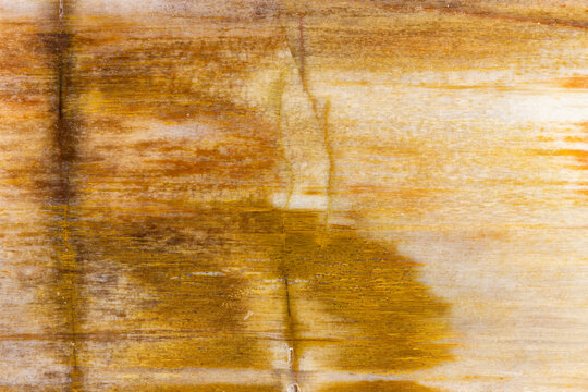 Petrified Wood Stone Background 