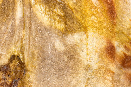 Petrified Wood Stone Macro  