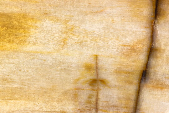 Polished Petrified Wood Stone Background  