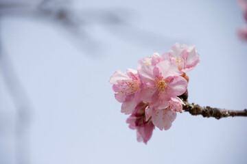 河津桜