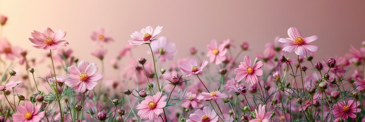 Beautiful Wild Flowers Chamomile Purple, HD, Background Wallpaper, Desktop Wallpaper