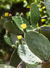 cactus leaves with yellow flowers.