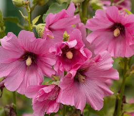 pink mallow flowers on a branch.