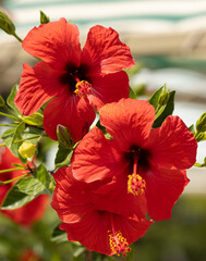red hibiscus flowers on a branch.