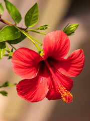 red hibiscus flowers on a branch.