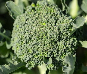 green broccoli flower as background.
