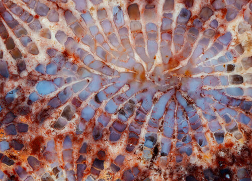 coral skeleton fossil crystal jade agate texture detail