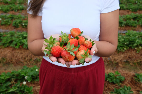Harvesting strawberries