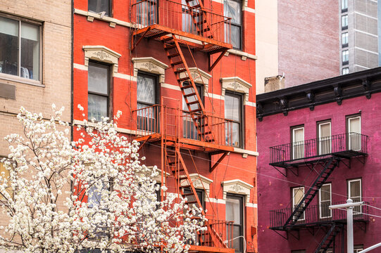 Blooming tree against residential building