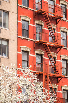 Blooming tree against residential building