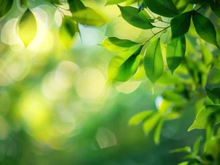  green nature background © AMD Creative