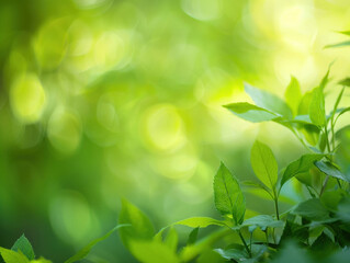 green nature background