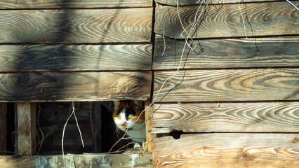 小屋に隠れるノラ猫