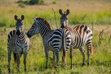 Fototapeta na wymiar Zebras graze carefree in the Masai mara