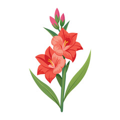 Gladiolus Flower Illustration on White Background