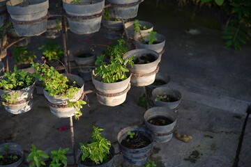 garden decorative plants in pots
