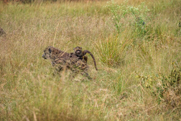 A baboon family in the Masai mara