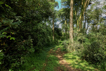 Mattumala road surrounded by tall trees in Nelliyampathy