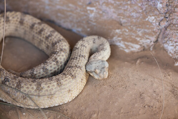 Persian horned viper (Pseudocerastes persicus), or  false horned viper snake - 751190963