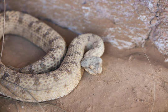 Persian horned viper (Pseudocerastes persicus), or  false horned viper snake