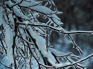 凍った木の枝　樹氷　冬景色