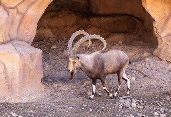 The Nubian ibex male