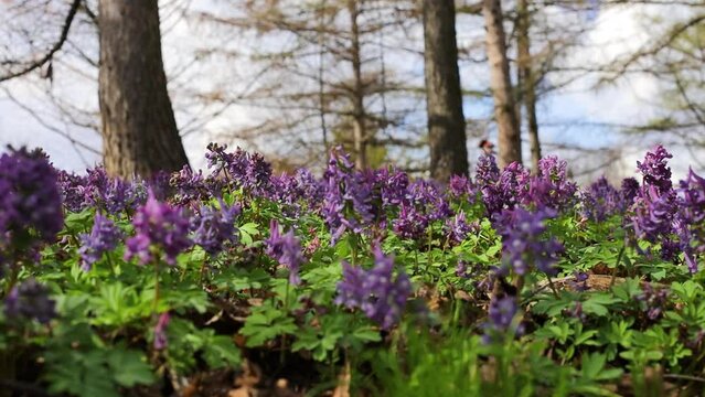 Violet fumewort flowers and lonely tree in Kyiv Botanical Garden