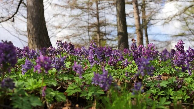 Violet fumewort flowers and lonely tree in Kyiv Botanical Garden