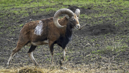 The mouflon ( Ovis aries musimon )is a feral subspecies of the primitive domestic sheep.