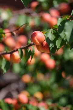 Fresh Ripe Apricots
