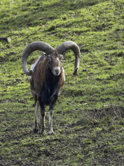 The mouflon ( Ovis aries musimon )is a feral subspecies of the primitive domestic sheep.