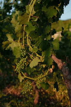 Grape fruit at organic vineyard