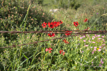 Anemones bloom behind barbed wire - 751193940