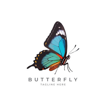 Colorful butterfly, natural insect icon or logo. Vector illustration isolated on white background. 