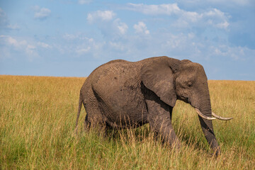 Obraz premium Elephant family feeding in the grasslands of Masai Mara 