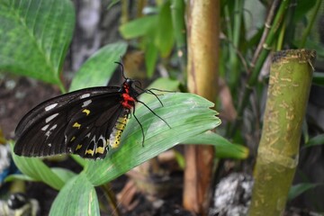 butterfly on leaf