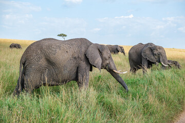 Naklejka na ściany i meble Elephant family feeding in the grasslands of Masai Mara 