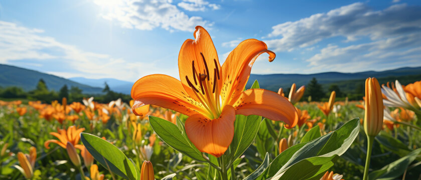 Bright field of orange Lily flowers blooming in a green flower field with background a clear blue sky created with Generative AI Technology
