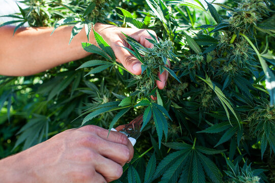 Close-up of cannabis plant