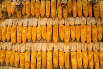 Corns dried on row with traditional method on the wall of wooden farm. Piles of corn were placed in the fields from the collection. Agriculture corn harvesting farming on field.