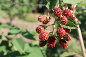 Cluster of boysenberries dangle from a branch of a terrestrial plant