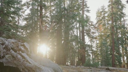 Elation fills a hiker as they stand victorious with arms aloft on a tree log, basking in the glory of nature amidst the forest's embrace. Slow Motion, 4K RAW. 